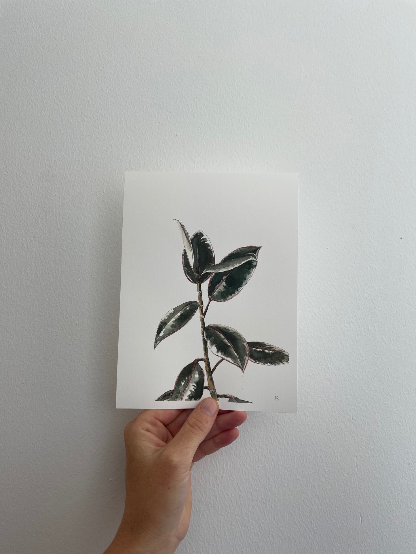 Ficus Family - The Baby