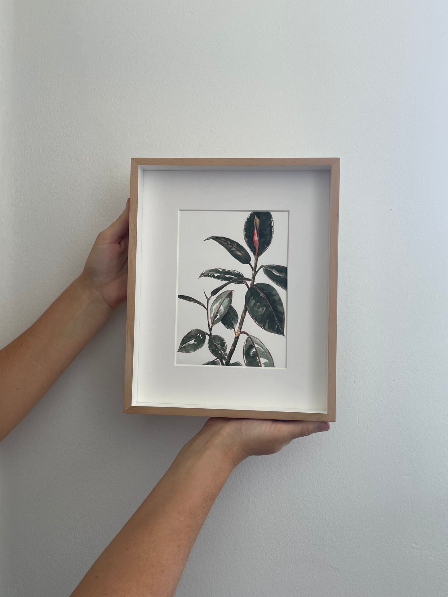 Ficus family - The Mom