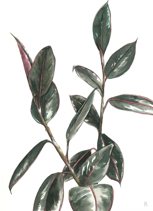 Ficus Family - The Dad