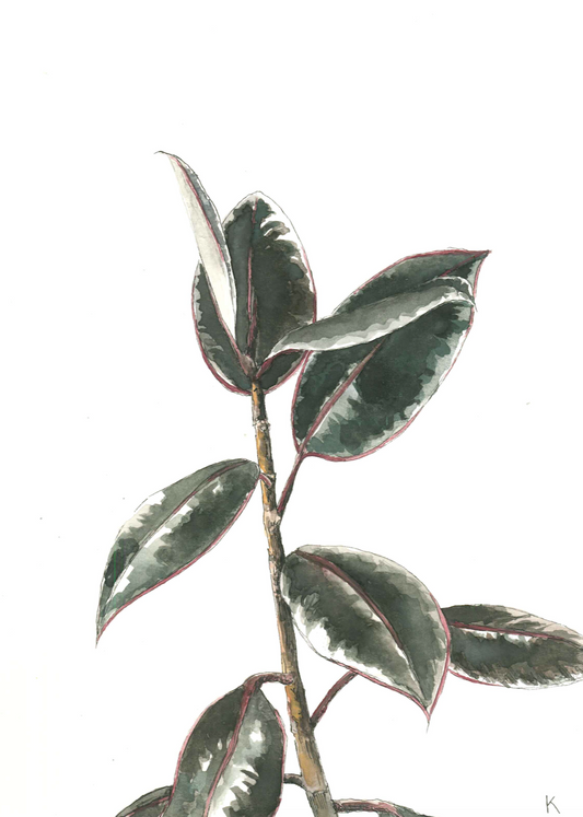 Ficus Family - The Baby