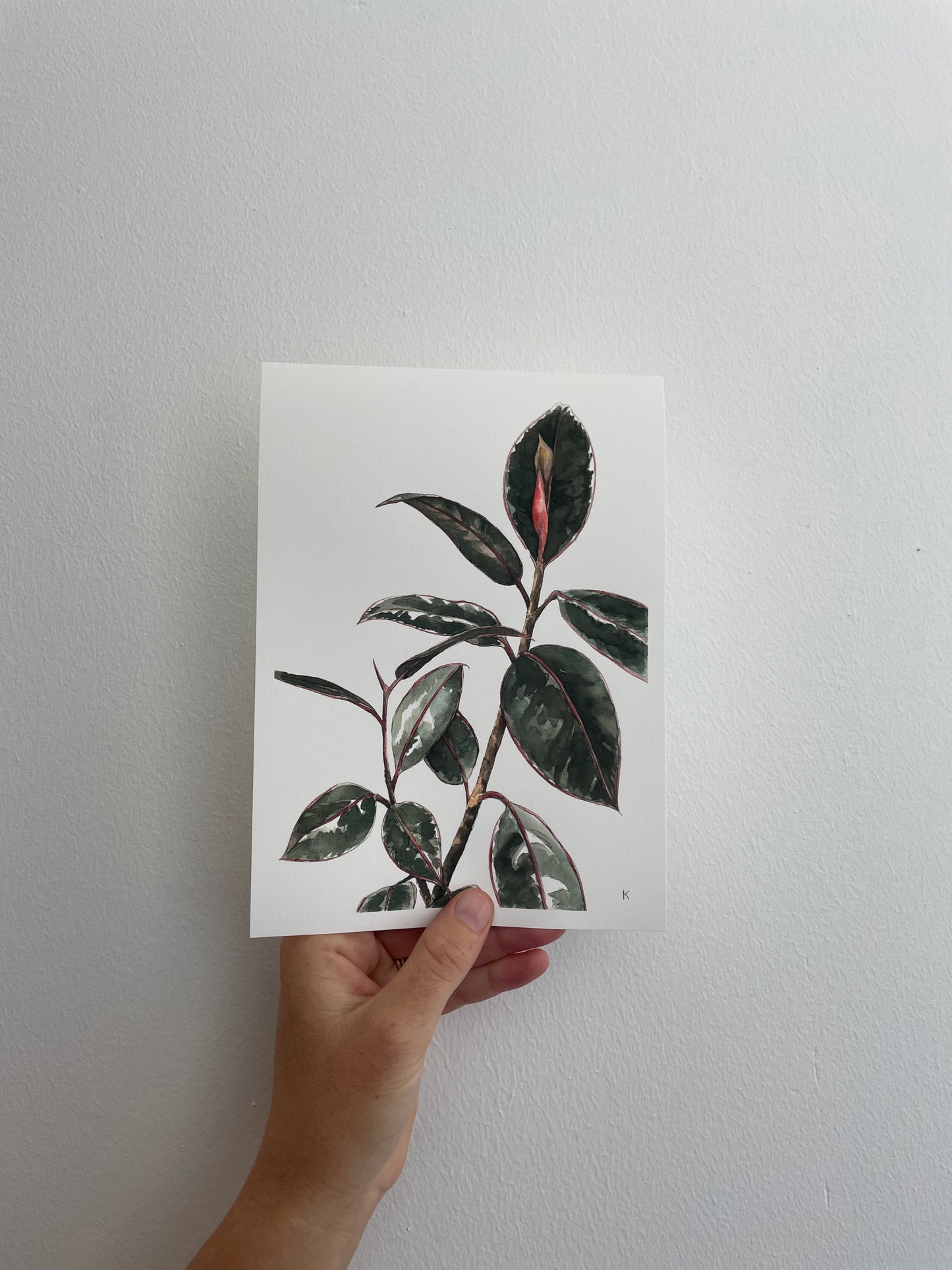 Ficus family - The Mom
