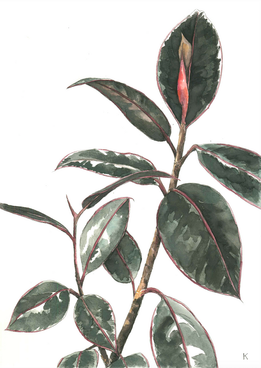 Ficus family - The Mom