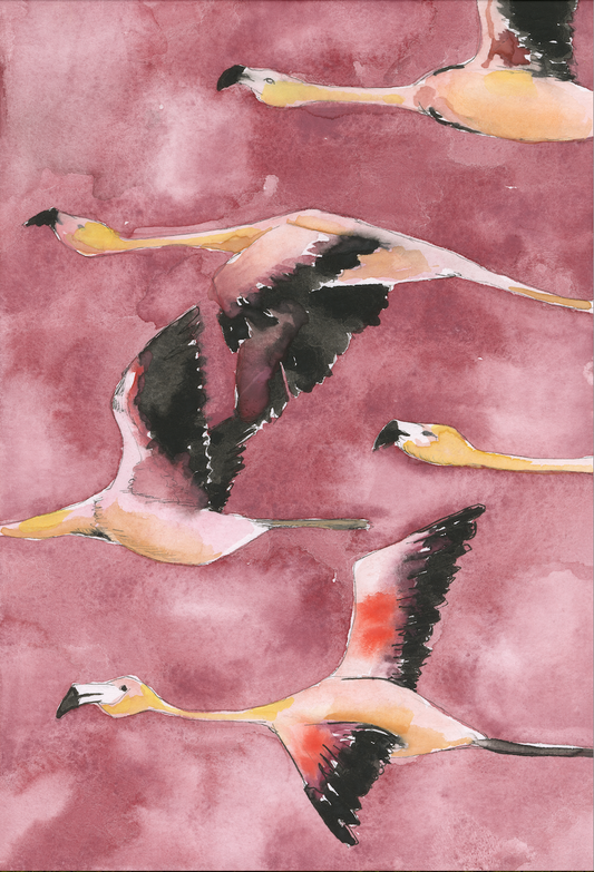 Flamingos