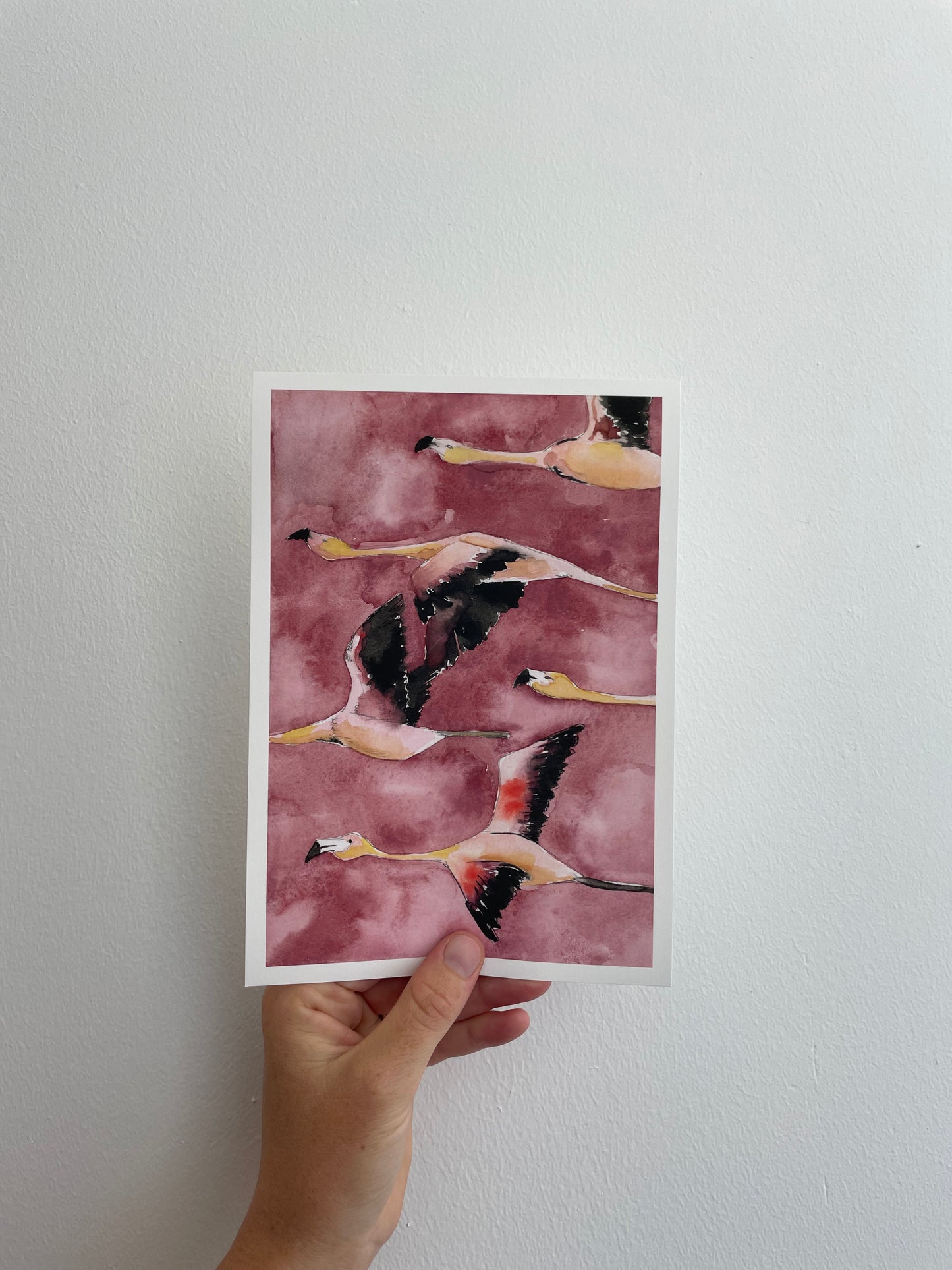 Flamingos