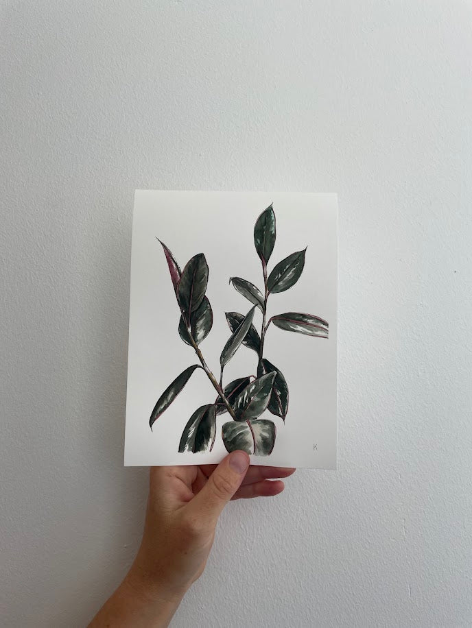Ficus Family - The Dad
