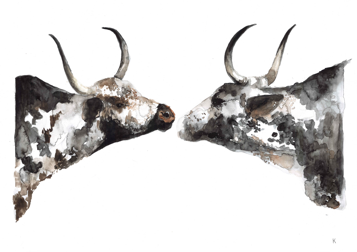 Nguni Boys
