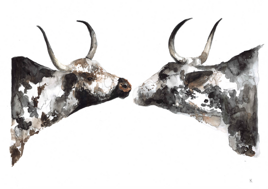 Nguni Boys